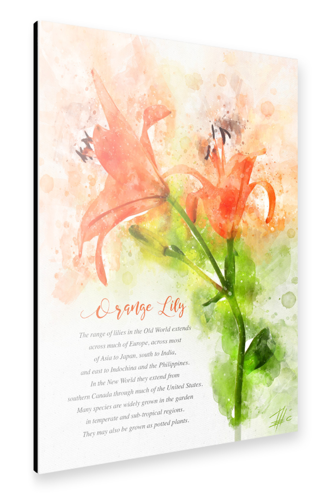 Alu-Dibond "Orange Lily" 30x20 cm artboxONE