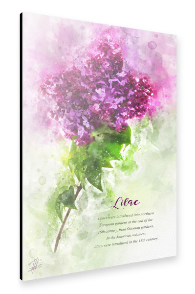 Alu-Dibond "Pink Lilac" 30x20 cm artboxONE
