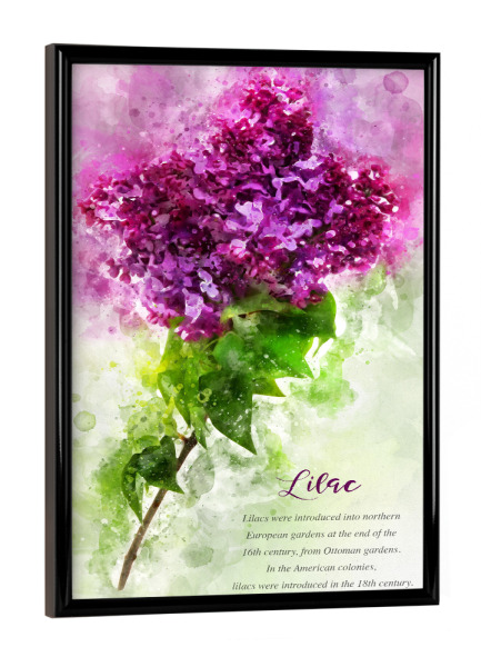Poster mit schwarzem Rahmen "Pink Lilac" artboxONE - Natur,Floral