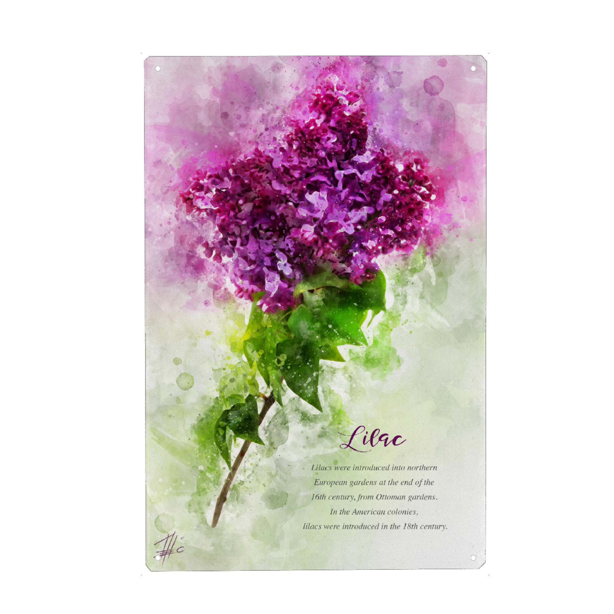 Metall Poster "Pink Lilac" artboxONE - Natur,Floral