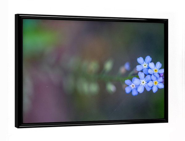 Poster mit schwarzem Rahmen "Vergissmeinicht" artboxONE - Natur,Floral