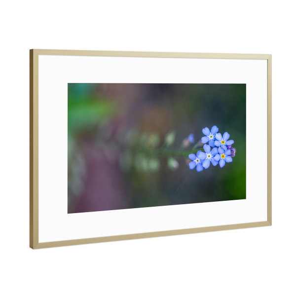 Poster mit Rahmen Gold "Vergissmeinicht" artboxONE - Natur,Floral