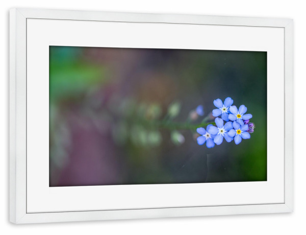 Poster mit Rahmen weiß "Vergissmeinicht" artboxONE - Natur,Floral
