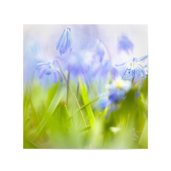 Poster 20x20 cm "Blau und Grün" artboxONE - Floral - Blumen,Wildblumen,Grün,Blau,Gras,Wiese,Floral,Flowers,Botanical,Botanisch