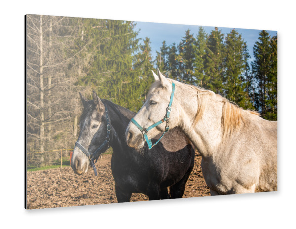 Alu-Dibond "Pferde auf einer Weide" 30x20 cm artboxONE