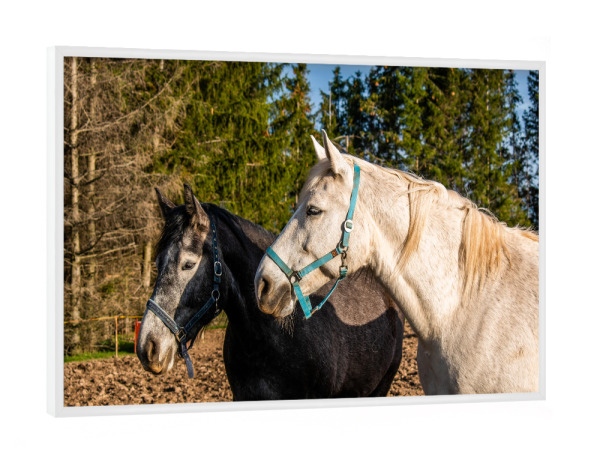 Poster mit weißem Rahmen "Pferde auf einer Weide" artboxONE - Natur,Reise,Tiere