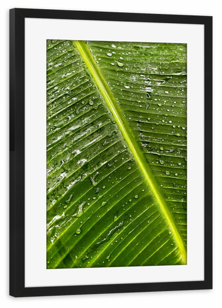 Poster mit Rahmen schwarz "Tropfen auf einem Palmenblatt" artboxONE - Natur,Reise