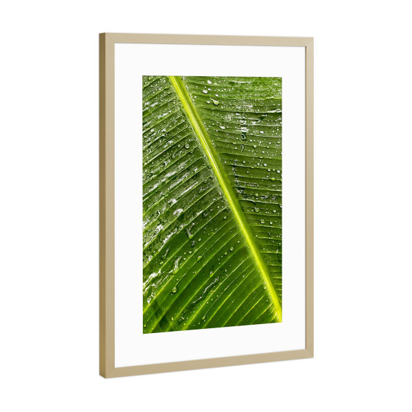 Poster mit Rahmen Gold "Tropfen auf einem Palmenblatt" artboxONE - Natur,Reise
