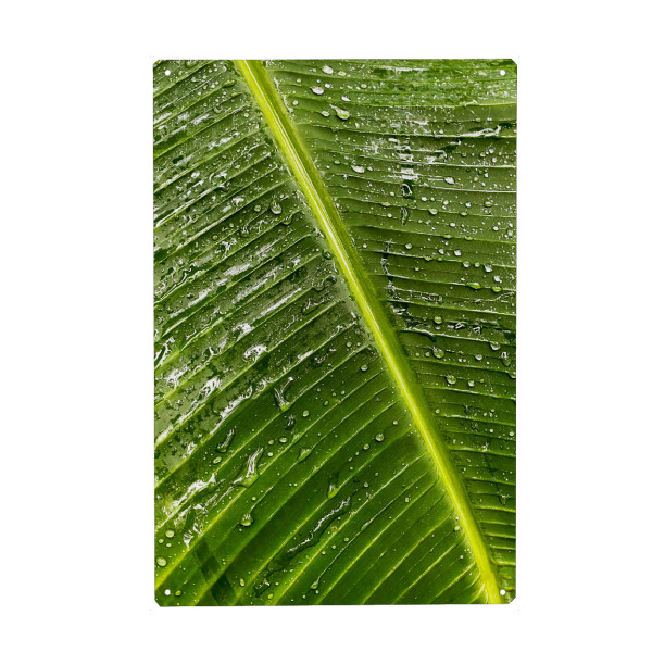 Holzbild "Tropfen auf einem Palmenblatt" artboxONE - Natur,Reise - Rain,Drops,Water,Palmtree,Palme,Regen,Natur,Nature,Wasser,Palmleaf,Tropfen