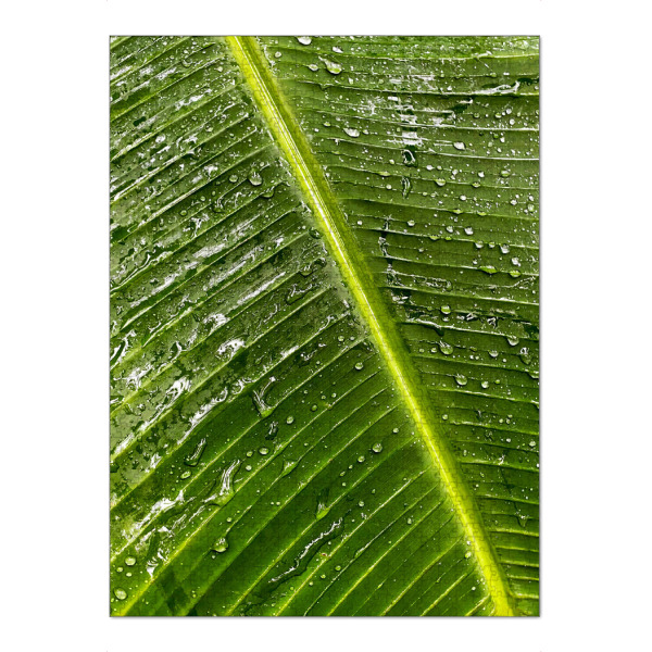 Puzzle Ravensburger "Tropfen auf einem Palmenblatt" artboxONE - Natur,Reise