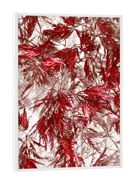 Poster mit weißem Rahmen "Blattwerk Rot Weiß" artboxONE - Natur,Floral,Abstrakt