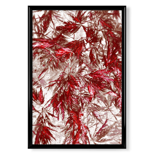 Blattwerk Rot Weiß
