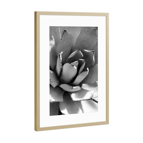 Poster mit Rahmen Gold "Agave Schwarz & Weiß" artboxONE - Natur,Floral,Abstrakt,Schwarzweiß,Für Mama