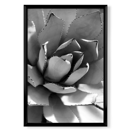 Agave Schwarz & Weiß