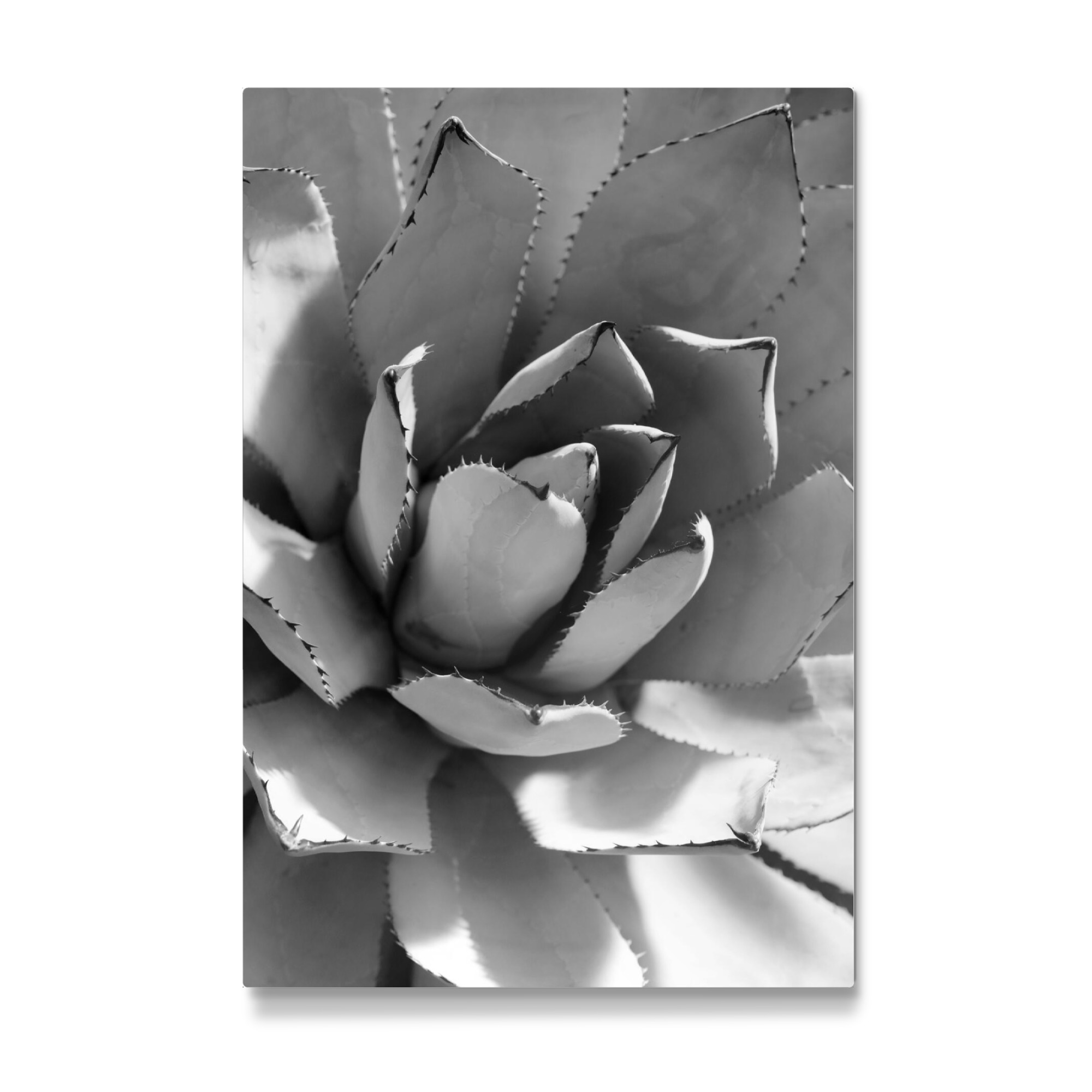 Galerie-Print "Agave Schwarz & Weiß" 30x20 cm artboxONE