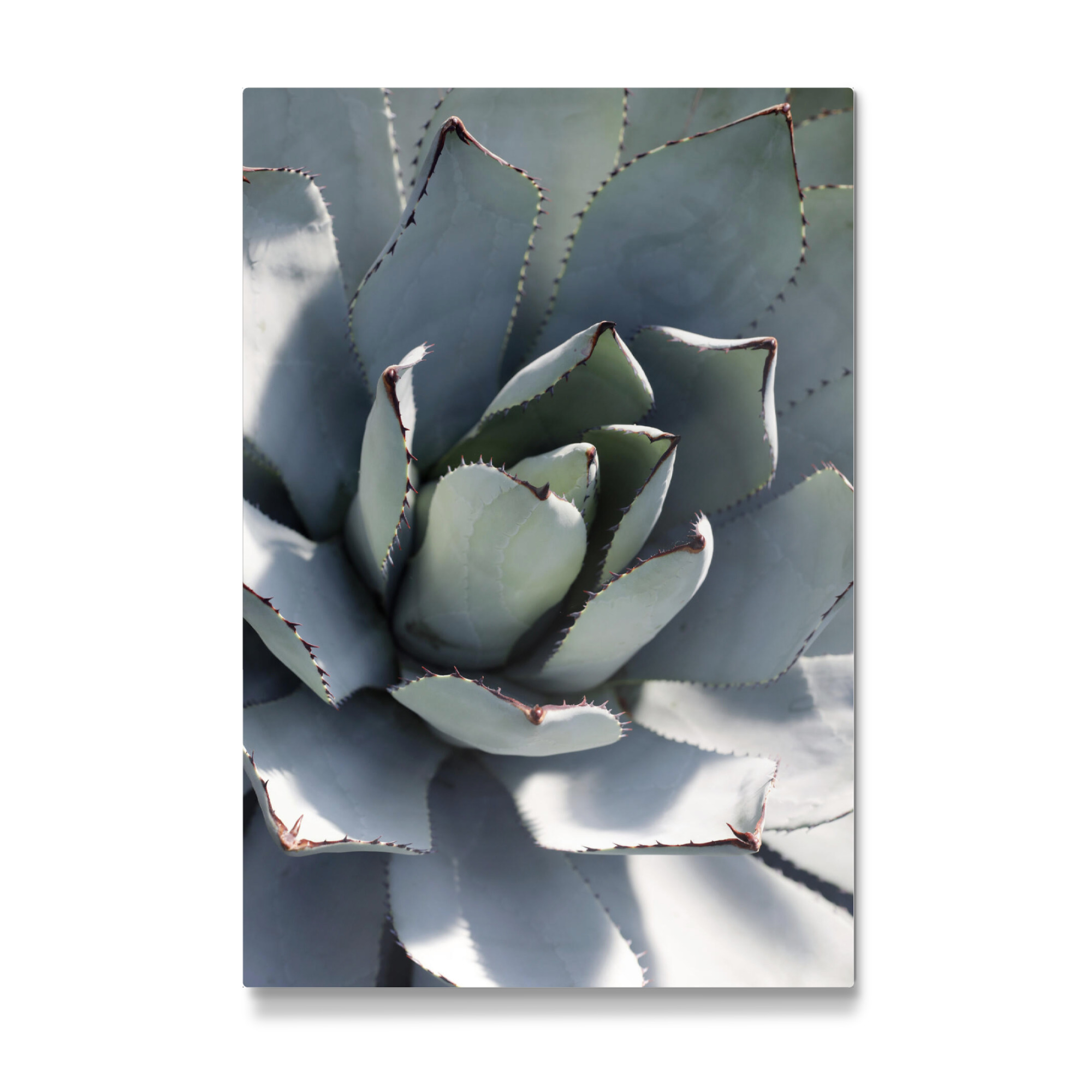 Galerie-Print "Agave Pastell Grün" 30x20 cm artboxONE