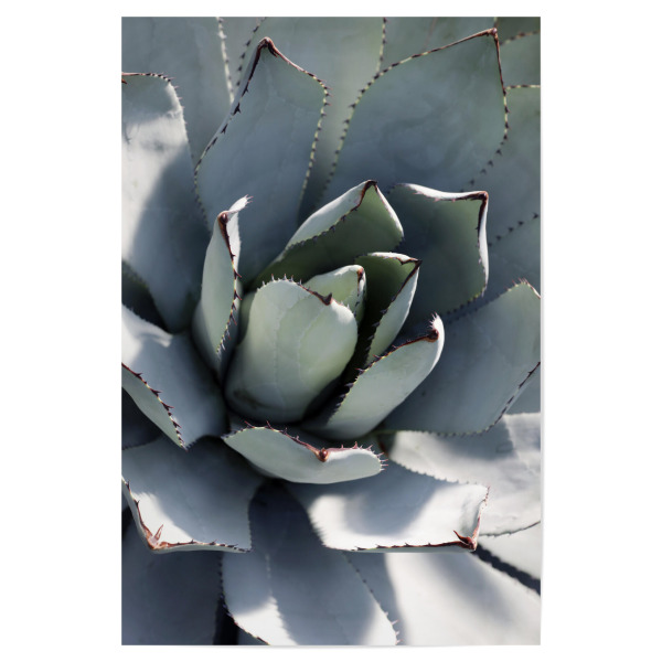 Poster "Agave Pastell Grün" artboxONE - Natur,Floral,Abstrakt