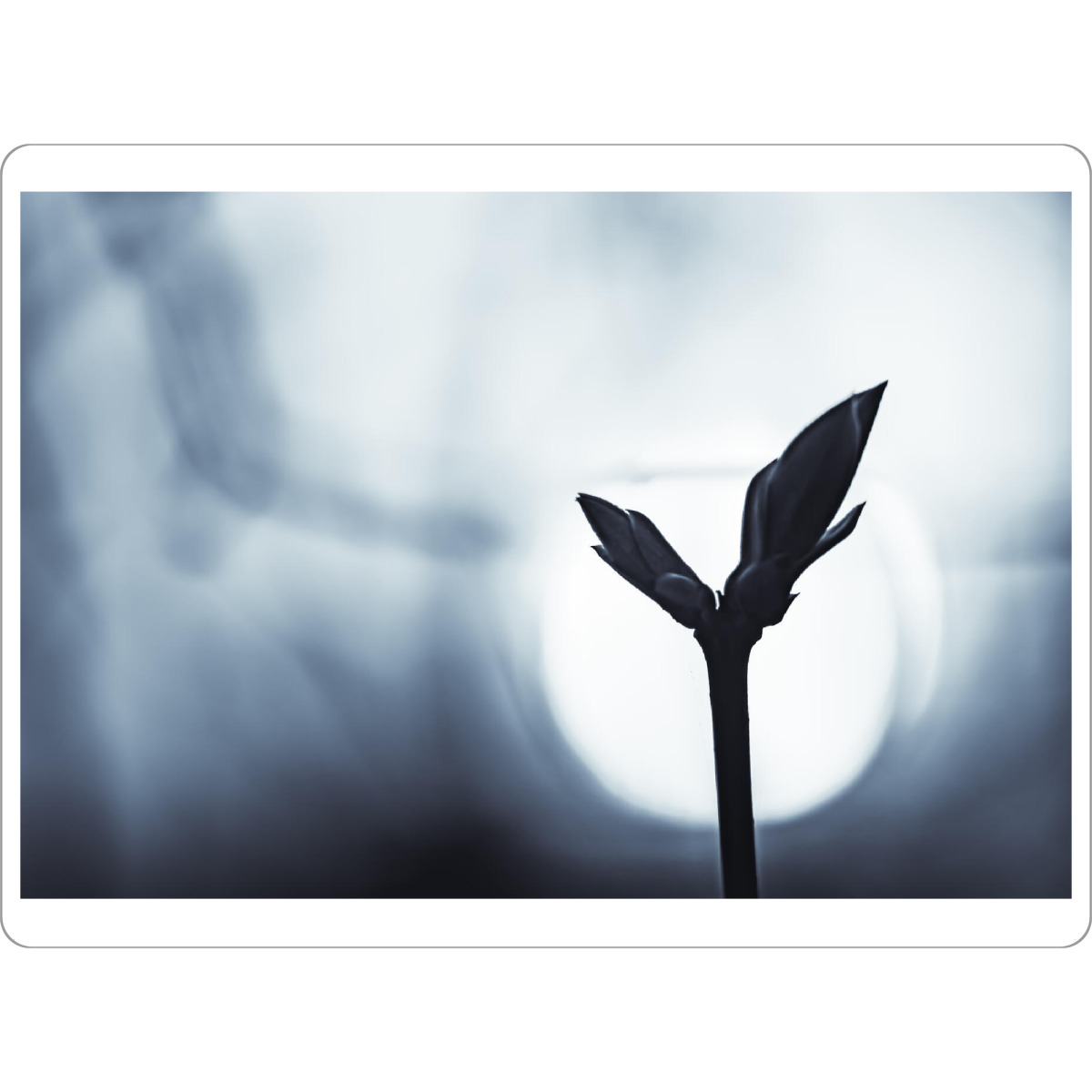 Tischset "Waiting For The Night" artboxONE - Natur,Floral,Schwarzweiß