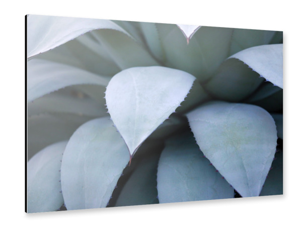 Alu-Dibond "Agavenblätter Pastelltöne Blau" 30x20 cm artboxONE