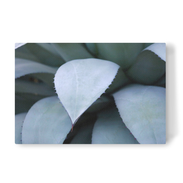 Leinwandbild "Agavenblätter Pastelltöne Blau" artboxONE - Natur,Floral