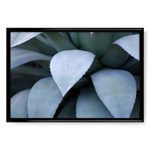 Agavenblätter Pastelltöne Blau