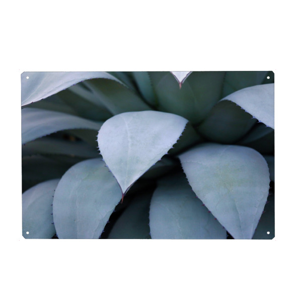 Holzbild "Agavenblätter Pastelltöne Blau" artboxONE - Natur,Floral