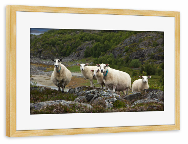 Poster mit Rahmen kiefer "Schafe in der Felsenlandschaft" artboxONE - Natur,Reise,Tiere,Reise / Länder