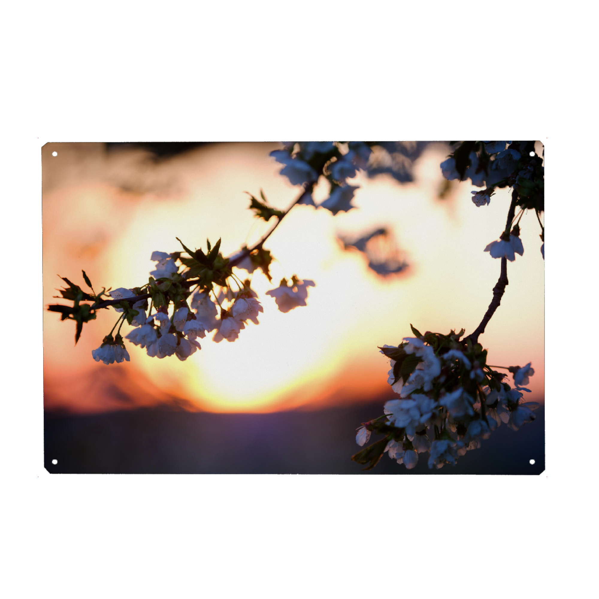 Holzbild "Blooming petals sunset bokeh" artboxONE - Natur,Floral