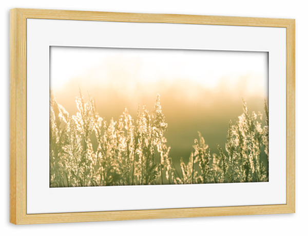 Poster mit Rahmen kiefer "Schilfleuchten" artboxONE - Natur,Floral