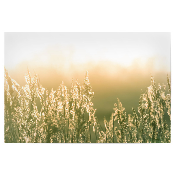 Poster "Schilfleuchten" artboxONE - Natur,Floral