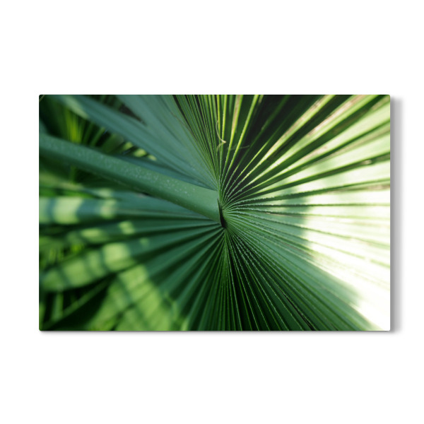 Galerie-Print "Fächerpalmen Blatt" 30x20 cm artboxONE