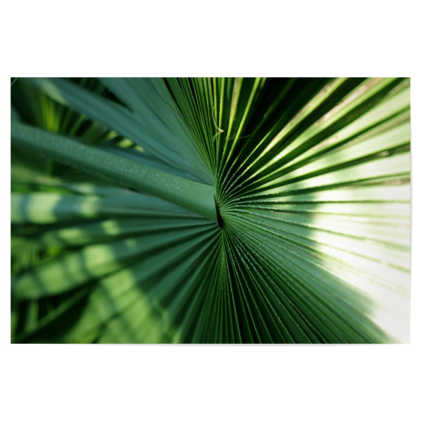 Poster "Fächerpalmen Blatt" artboxONE - Natur,Floral,Abstrakt,Für Mama
