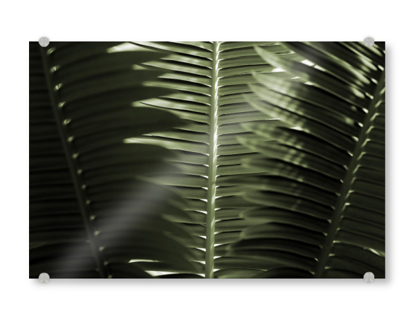 Acrylglasbild "Tropische Palmenwedel" artboxONE - Natur,Floral