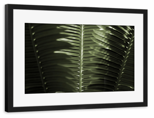 Poster mit Rahmen schwarz "Tropische Palmenwedel" artboxONE - Natur,Floral