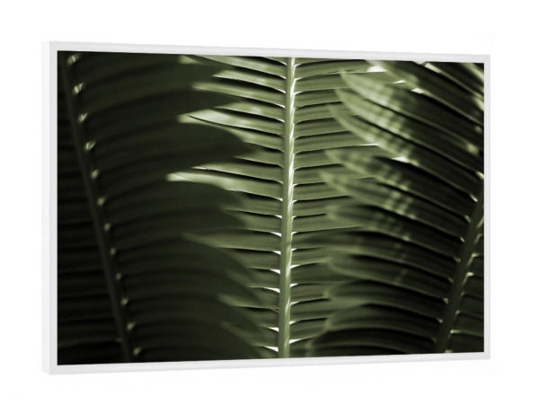 Poster mit weißem Rahmen "Tropische Palmenwedel" artboxONE - Natur,Floral