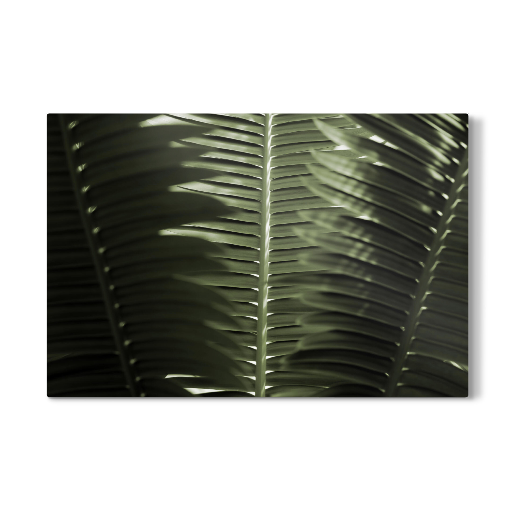 Galerie-Print "Tropische Palmenwedel" 75x50 cm artboxONE