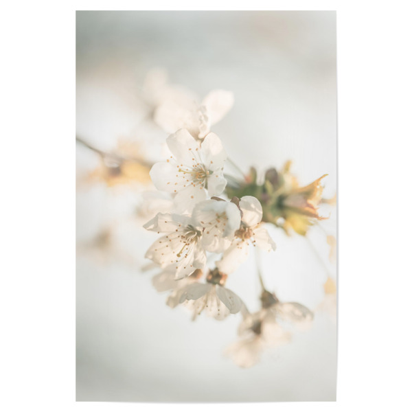 Poster 30x20 cm "Blühende Kirsche" artboxONE - Natur,Floral