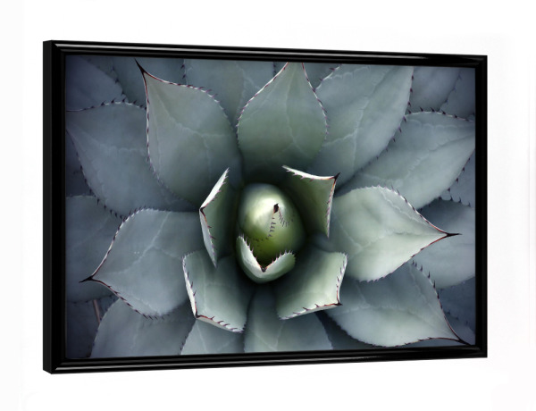 Poster mit schwarzem Rahmen "Agavenherz blau-grün" artboxONE - Natur,Floral,Abstrakt