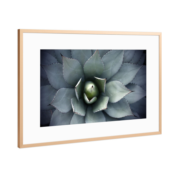 Poster mit Rahmen Kupfer "Agavenherz blau-grün" artboxONE - Natur,Floral,Abstrakt