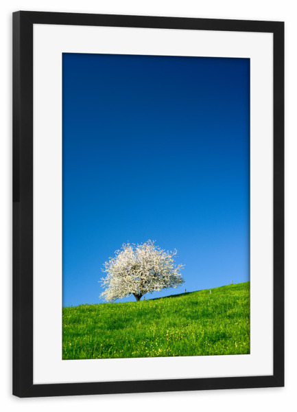 Poster mit Rahmen schwarz "Single blossoming cherry tree" artboxONE - Natur