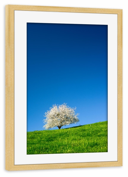 Poster mit Rahmen kiefer "Single blossoming cherry tree" artboxONE - Natur