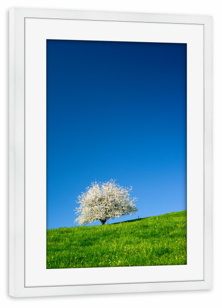 Poster mit Rahmen weiß "Single blossoming cherry tree" artboxONE - Natur