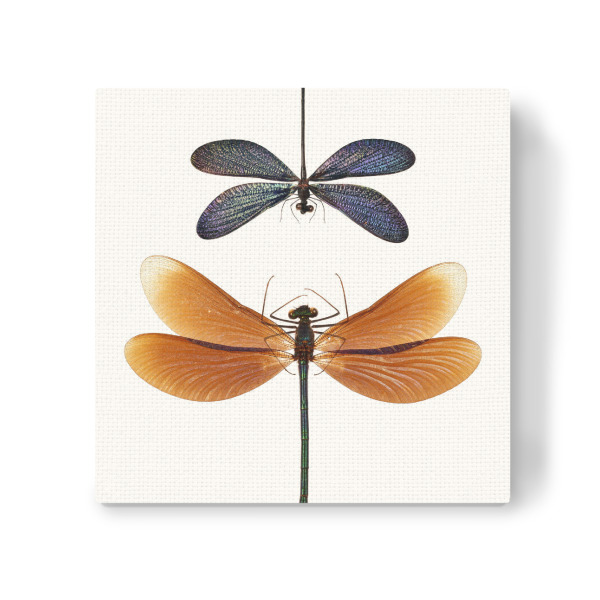 Leinwandbild "Zwei seltene Libellen" artboxONE - Natur,Tiere