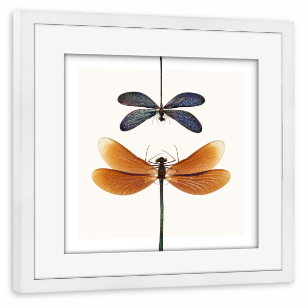 Poster mit Rahmen weiß "Zwei seltene Libellen" artboxONE - Natur,Tiere