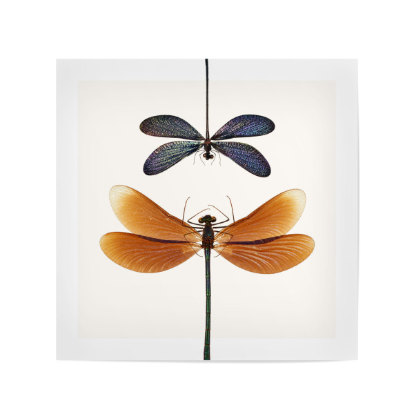 Poster 20x20 cm "Zwei seltene Libellen" artboxONE - Natur,Tiere