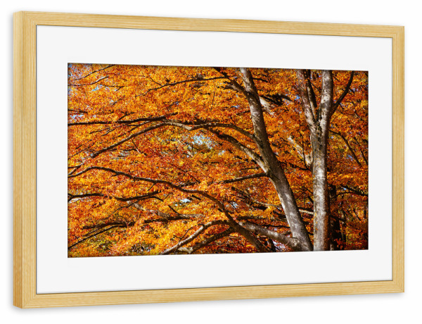 Poster mit Rahmen kiefer "Colorful autumn tree" artboxONE - Natur