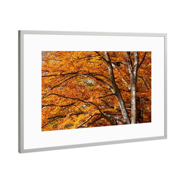 Poster mit Rahmen Silber "Colorful autumn tree" artboxONE - Natur