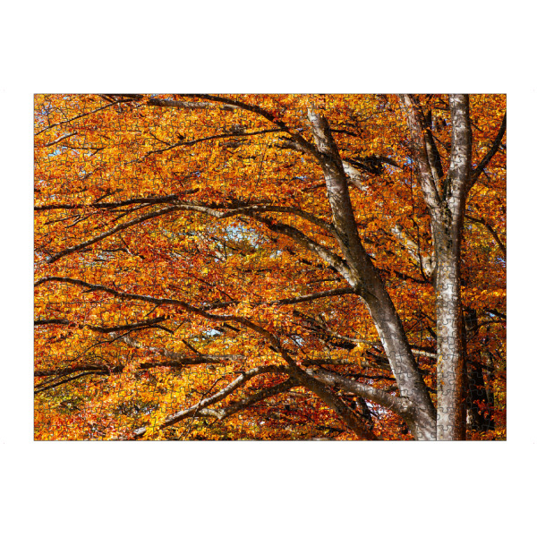 Puzzle Ravensburger "Colorful autumn tree" artboxONE - Natur