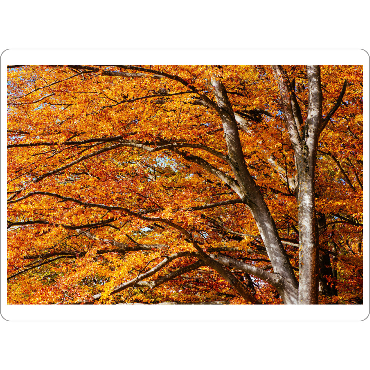Tischset "Colorful autumn tree" artboxONE - Natur