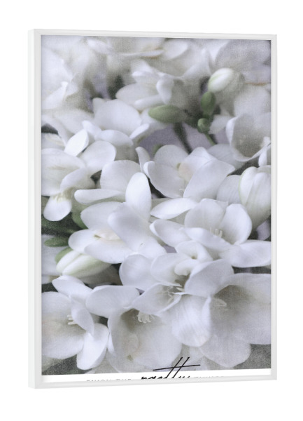 Poster mit weißem Rahmen "Pretty things white freesias" artboxONE - Natur,Floral